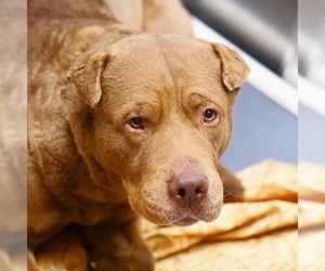 American Bandogge mastiff Dogs for adoption in Las Vegas, NV, USA
