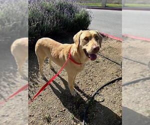 Labrador Retriever Dogs for adoption in Riverside, CA, USA