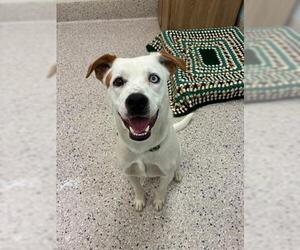 Labrador Retriever-Unknown Mix Dogs for adoption in Brighton, CO, USA