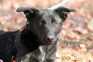 German Shepherd Dog Dogs for adoption in Sparta, TN, USA