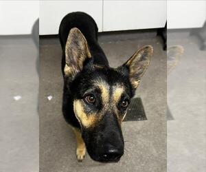 German Shepherd Dog Dogs for adoption in HESPERIA, CA, USA
