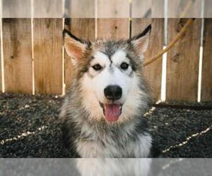 Alusky Dogs for adoption in El Cajon, CA, USA