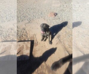 Mutt Dogs for adoption in Los Lunas, NM, USA