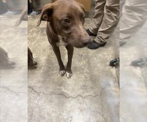 Labrador Retriever-Unknown Mix Dogs for adoption in Jackson, CA, USA