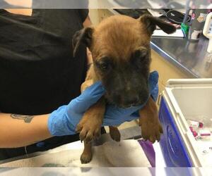 German Shepherd Dog-Unknown Mix Dogs for adoption in Riverside, CA, USA