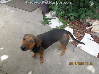 Medium Photo #1 Dachshund-Unknown Mix Puppy For Sale in Conroe, TX, USA
