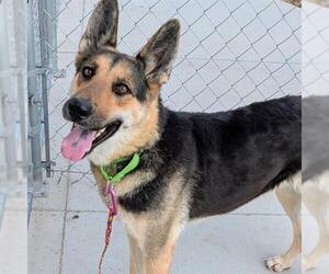 German Shepherd Dog-Unknown Mix Dogs for adoption in Las Vegas, NV, USA