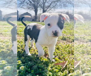 American Pit Bull Terrier-Spaniel Mix Dogs for adoption in Claremore, OK, USA