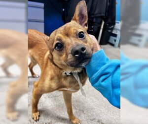 Chihuahua Dogs for adoption in Salinas, CA, USA