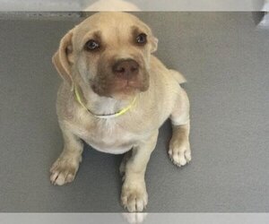 American Pit Bull Terrier-Labrador Retriever Mix Dogs for adoption in Visalia, CA, USA