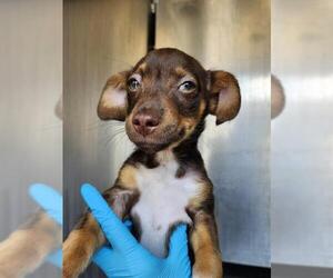 Dachshund-Unknown Mix Dogs for adoption in San Antonio, TX, USA