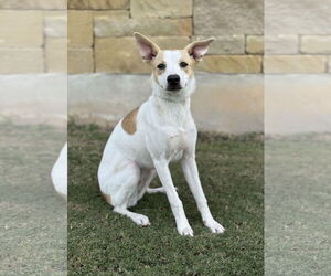 Unknown-Whippet Mix Dogs for adoption in PIPE CREEK, TX, USA