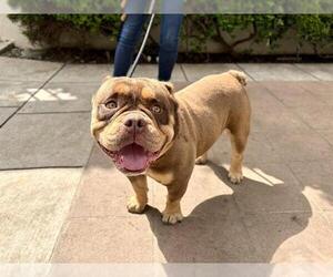 Bulldog-Unknown Mix Dogs for adoption in Pasadena, CA, USA