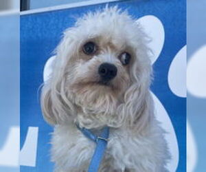 Poodle (Miniature) Dogs for adoption in Salinas, CA, USA