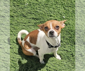 Chihuahua-Unknown Mix Dogs for adoption in Oakhurst, NJ, USA