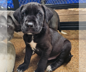Labrador Retriever-Unknown Mix Dogs for adoption in Sterling, MA, USA