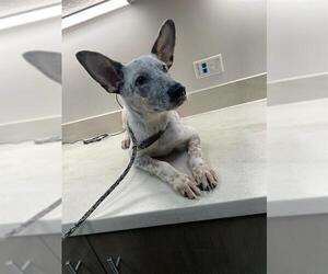 Mutt Dogs for adoption in Baytown, TX, USA