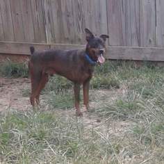 Miniature Pinscher-Unknown Mix Dogs for adoption in Thomasville, NC, USA