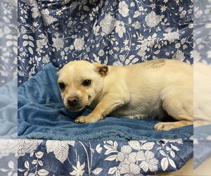 Chihuahua Dogs for adoption in Modesto, CA, USA