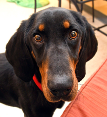 Small Black and Tan Coonhound