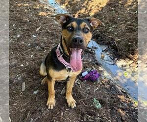 German Shepherd Dog Dogs for adoption in Denver, CO, USA