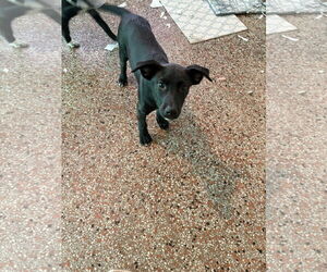 Siberian Husky-Unknown Mix Dogs for adoption in Sanford, FL, USA