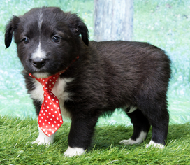 Border Collie Dogs for adoption in Denver, CO, USA