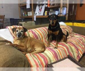 Labrador Retriever-Unknown Mix Dogs for adoption in Mount Juliet, TN, USA