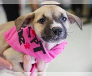 Labrador Retriever Dogs for adoption in Tallahassee, FL, USA