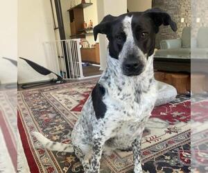 Dalmatian-Unknown Mix Dogs for adoption in San Diego, CA, USA