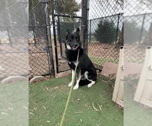 German Shepherd Dog Dogs for adoption in Fremont, CA, USA