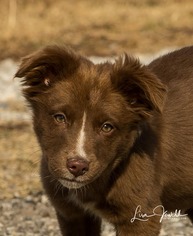 Medium Photo #1 Border Collie-Unknown Mix Puppy For Sale in Winter Park, CO, USA