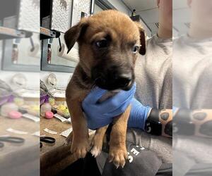 German Shepherd Dog-Unknown Mix Dogs for adoption in Tallahassee, FL, USA