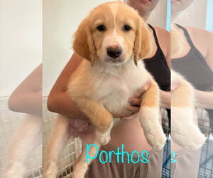 Anatolian Shepherd-Great Pyrenees Mix Dogs for adoption in Brooksville, FL, USA