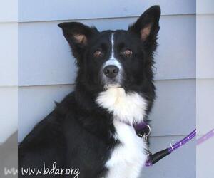 Border Collie-Unknown Mix Dogs for adoption in Cheyenne, WY, USA