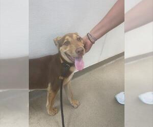 German Shepherd Dog-Siberian Husky Mix Dogs for adoption in Fort Lauderdale, FL, USA