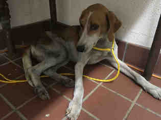 English Foxhound Dogs for adoption in Waynesville, NC, USA