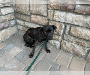 Pug-Unknown Mix Dogs for adoption in Pasadena, CA, USA