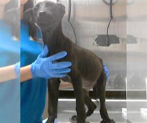 Labrador Retriever-Unknown Mix Dogs for adoption in Fayetteville, NC, USA