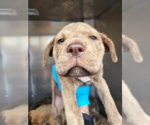 Mutt Dogs for adoption in San Antonio, TX, USA