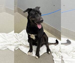 Chinese Shar-Pei-Unknown Mix Dogs for adoption in Las Vegas, NV, USA