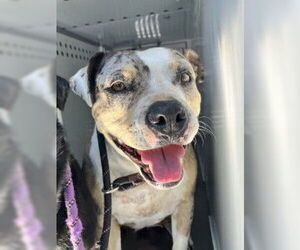 American Pit Bull Terrier-Unknown Mix Dogs for adoption in Stockton, CA, USA