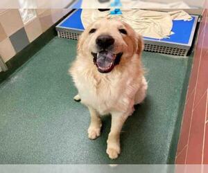 Golden Pyrenees Dogs for adoption in Plano, TX, USA