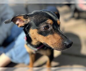 Chipin Dogs for adoption in Virginia Beach, VA, USA