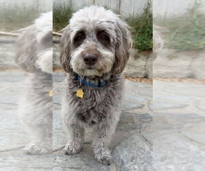 Labrador Retriever Dogs for adoption in Dana Point, CA, USA