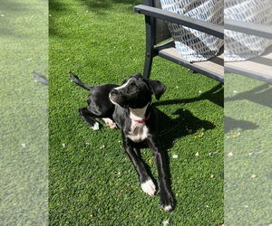 Labrador Retriever-Unknown Mix Dogs for adoption in Tempe , AZ, USA
