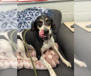 Treeing Walker Coonhound Dogs for adoption in Peoria, IL, USA