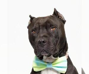 American Pit Bull Terrier Dogs for adoption in Santa Maria, CA, USA
