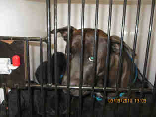 Chinese Shar-Pei-Labrador Retriever Mix Dogs for adoption in Sanford, FL, USA