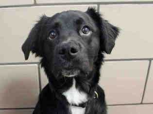 Border Collie Dogs for adoption in Fort Wayne, IN, USA
